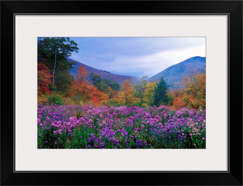 Large landscape photograph of purple flowers and autumn foliage in a meadow at twilight, in Crawford Notch, New Hampshire.