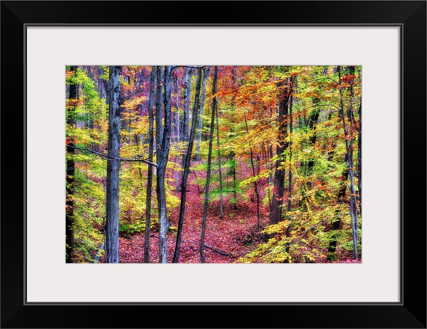 A photograph of a forest in autumn foliage.