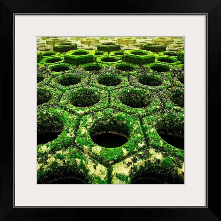 A dramatic abstract of vivid green seaweed covered tessalated concrete coastal installations in hexagon patterns.
