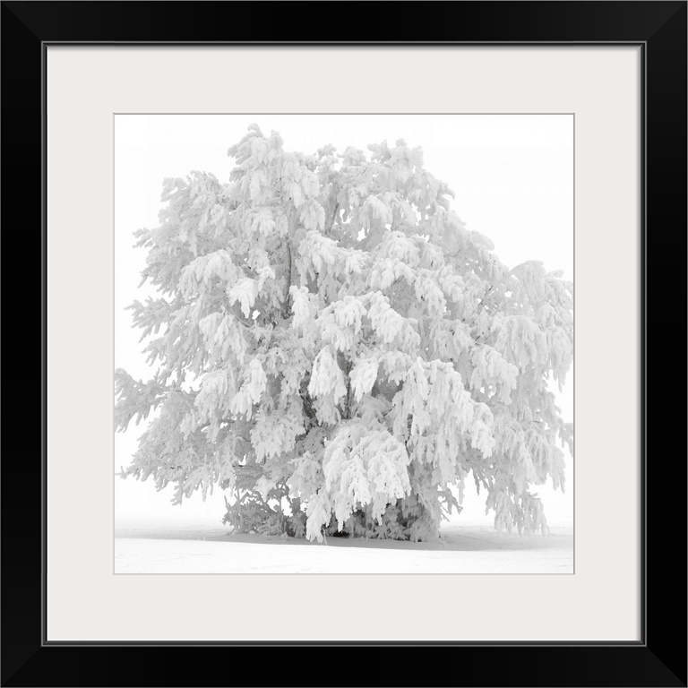 A frozen tree under the snow