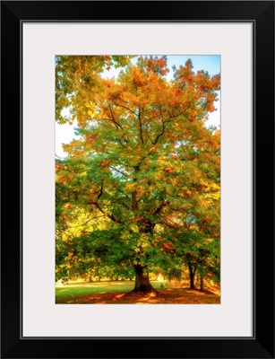 Oak In Autumn