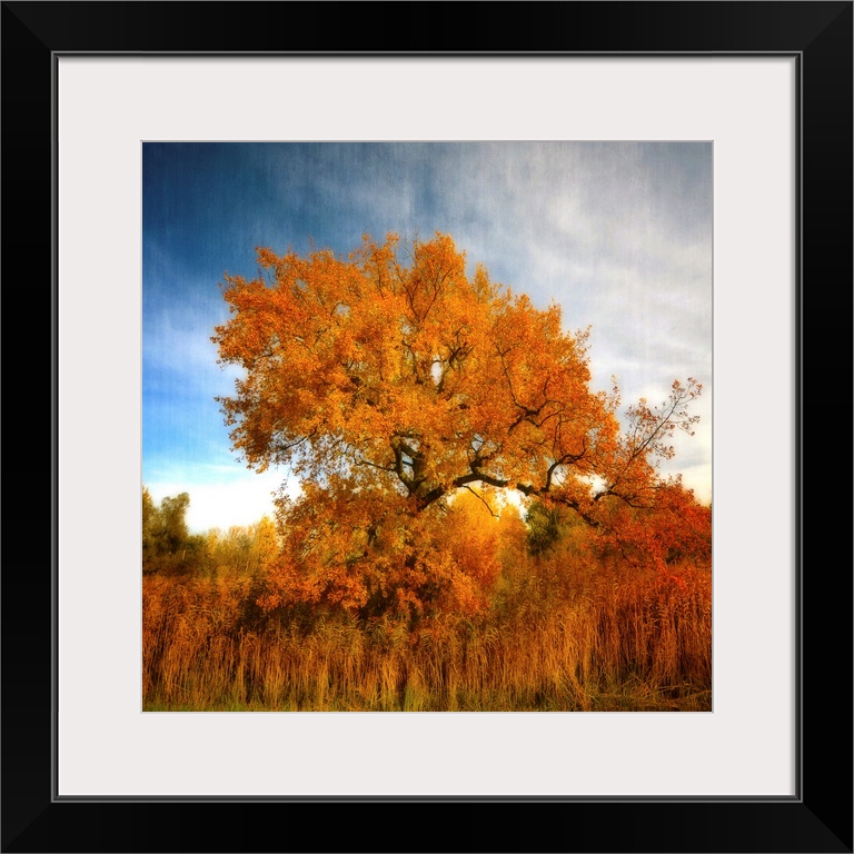 A golden tree in autumn