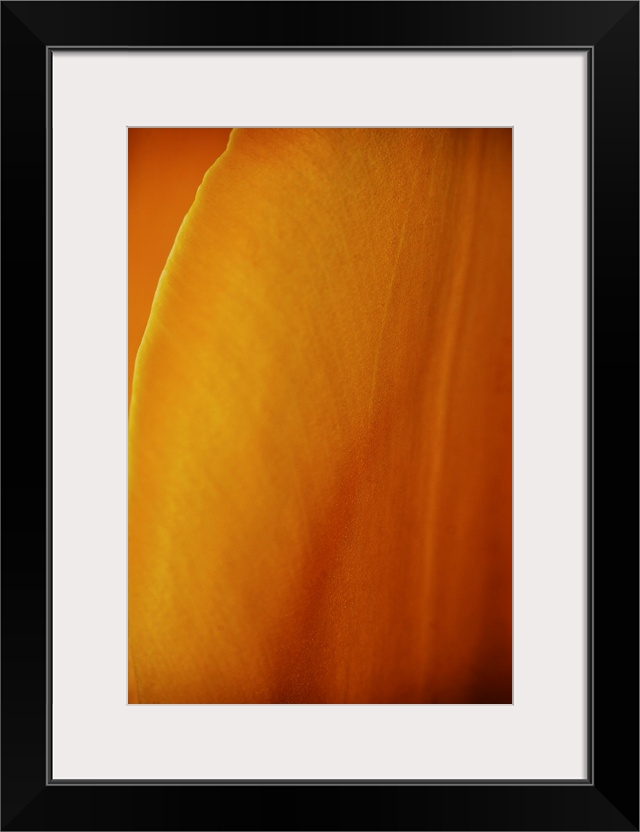 A warm golden close up of the petals of a beautiful tulip.