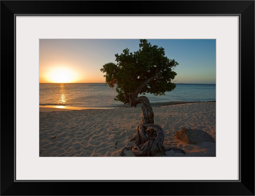 A lone,  fofoti tree growing on a sandy beach as the sun sets of the ocean in Aruba.