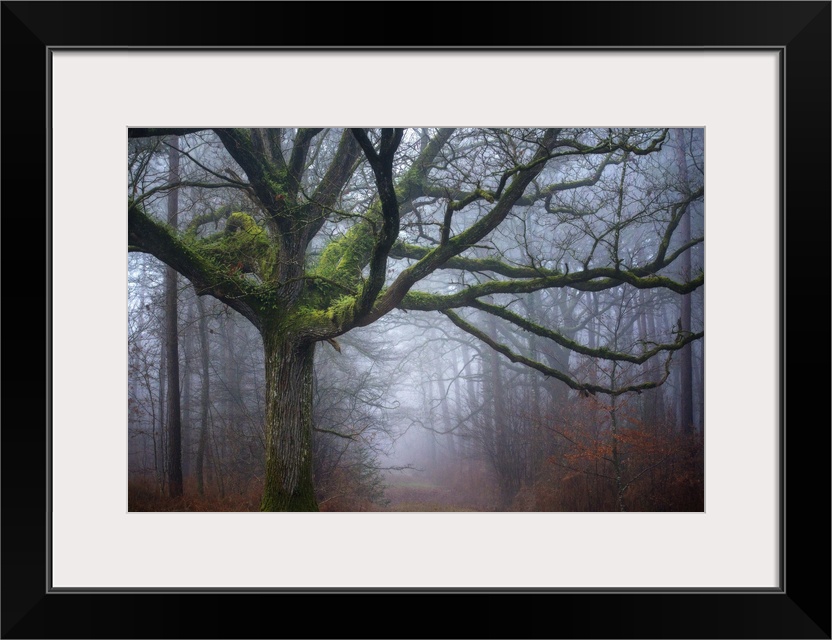 Photograph of an old oak tree covered in green moss in the middle of foggy woods in Autumn.