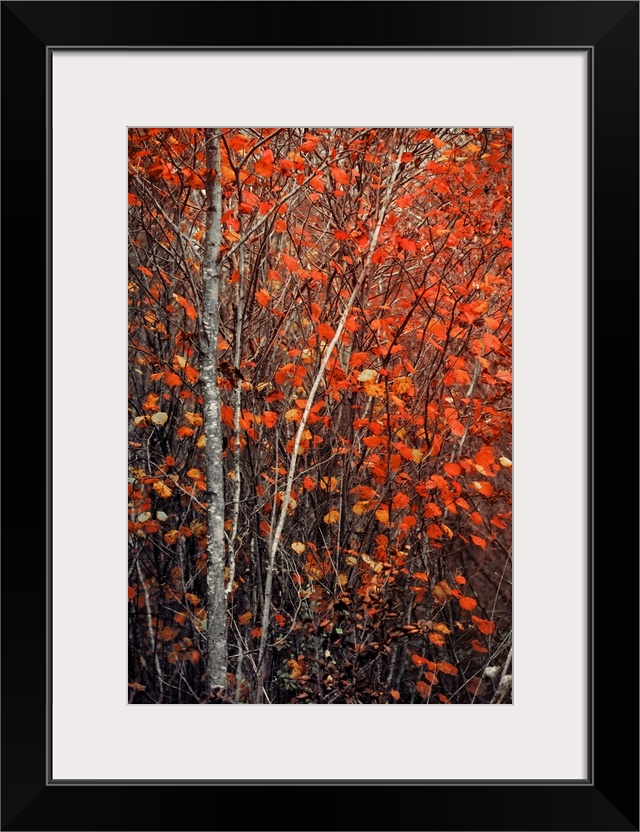 Fine art photo of a tree with a narrow trunk and several bright leaves in the fall.