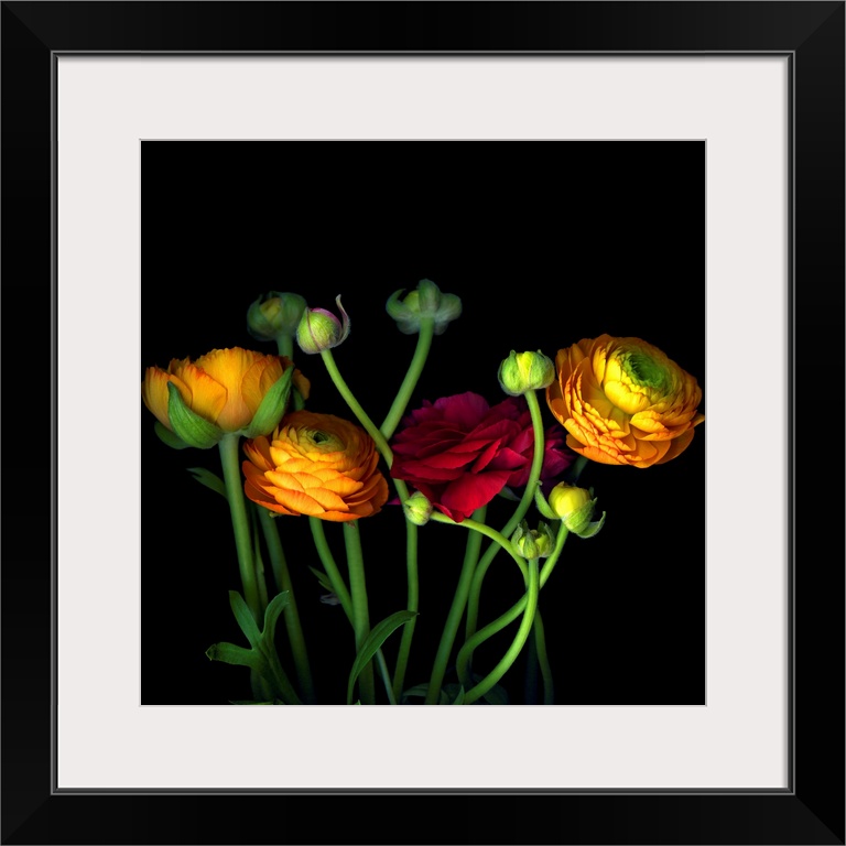 Photograph of flowers and buds on dark background.