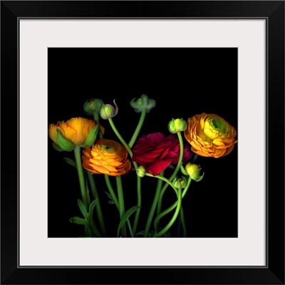 Orange, yellow and red ranunculus