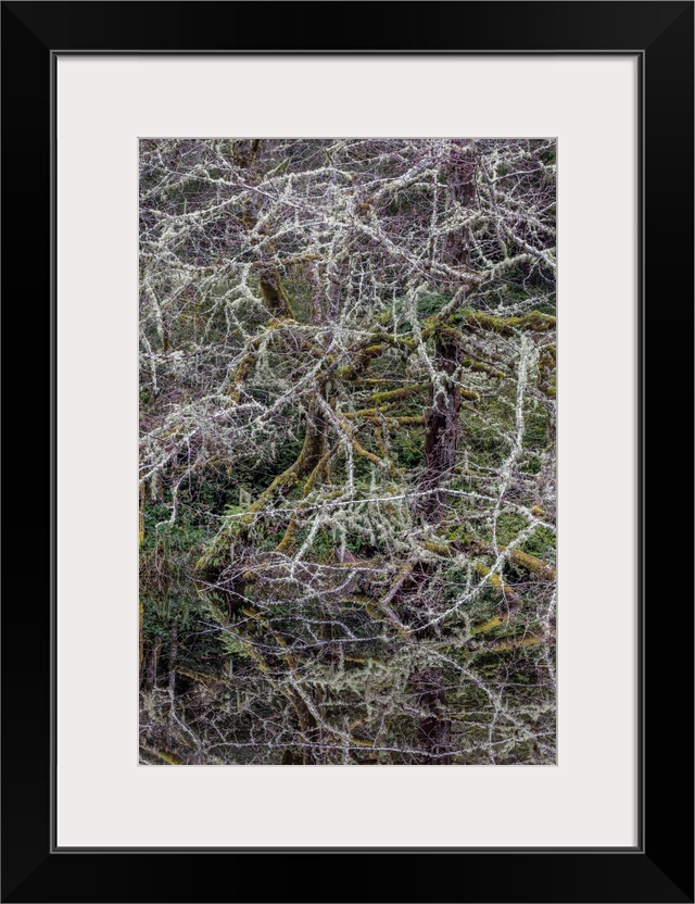 USA, Oregon, Fort Stevens State Park, intricate forest scenics near Crabapple Lake.