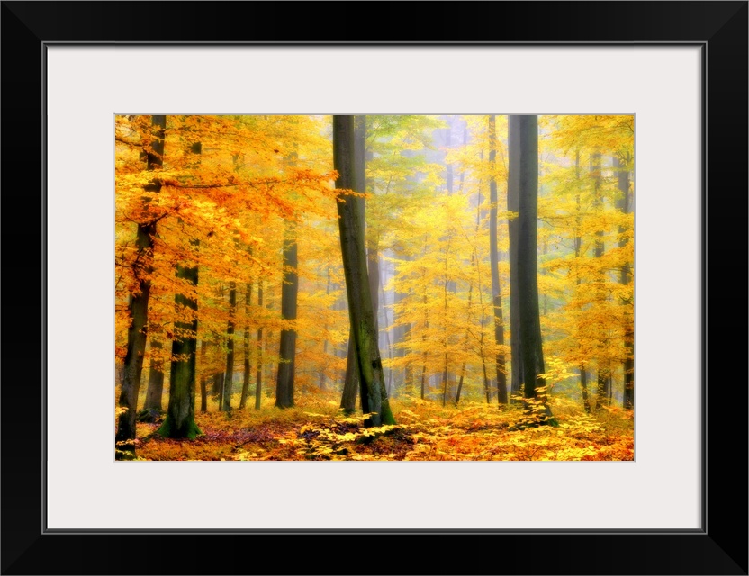 Soft focus fine art photograph of a forest with tall trees covered in Fall colored bright yellow leaves glowing in the sun.