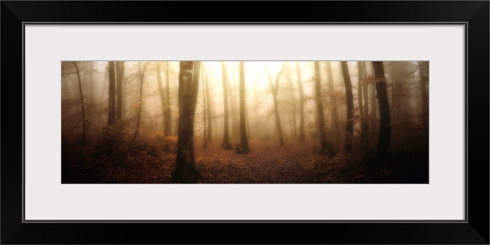 A misty and ethereal forest of young, thin trees glows in the morning light. This panoramic photograph has high contrast a...