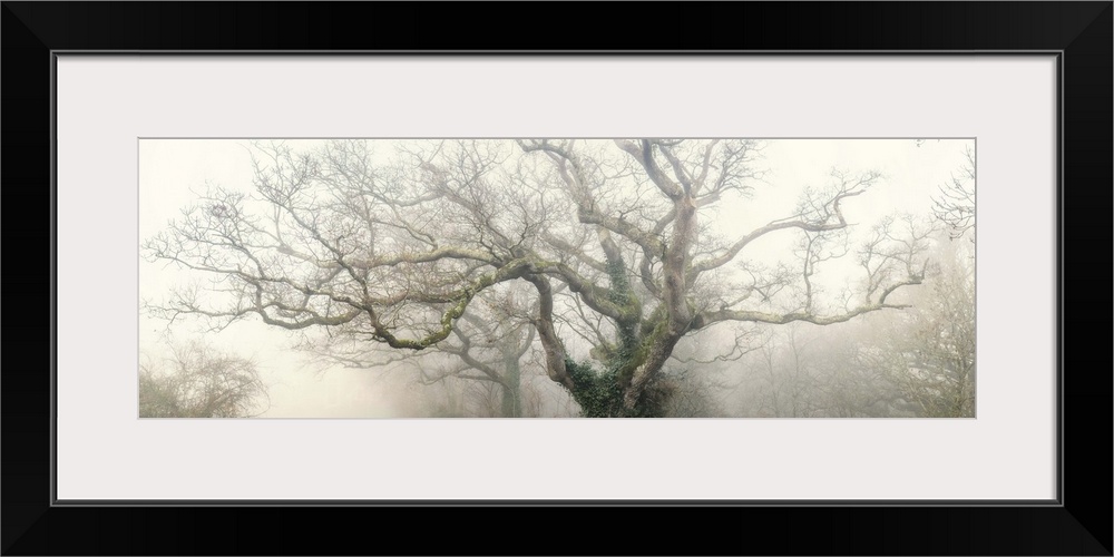 Panoramic photograph of the top of a tree with large, thick branches coming out in every direction with fog surrounding it.