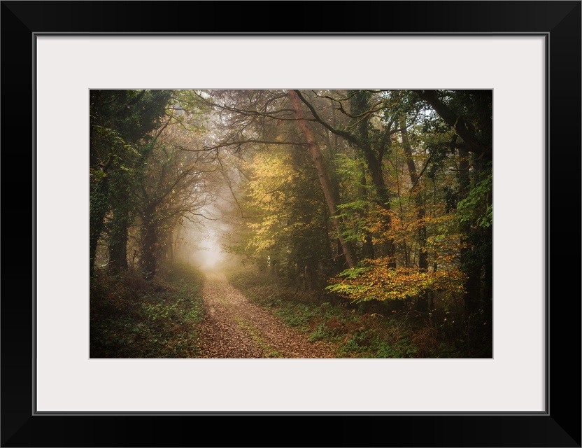 Foggy path in a dense forest in fall colors.