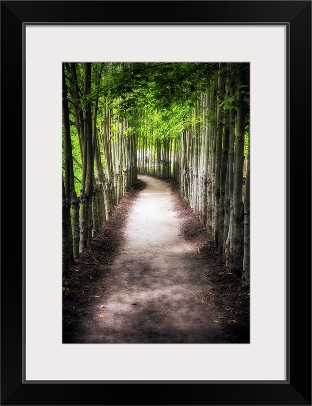 A photograph of a path lined with tall thin trees.