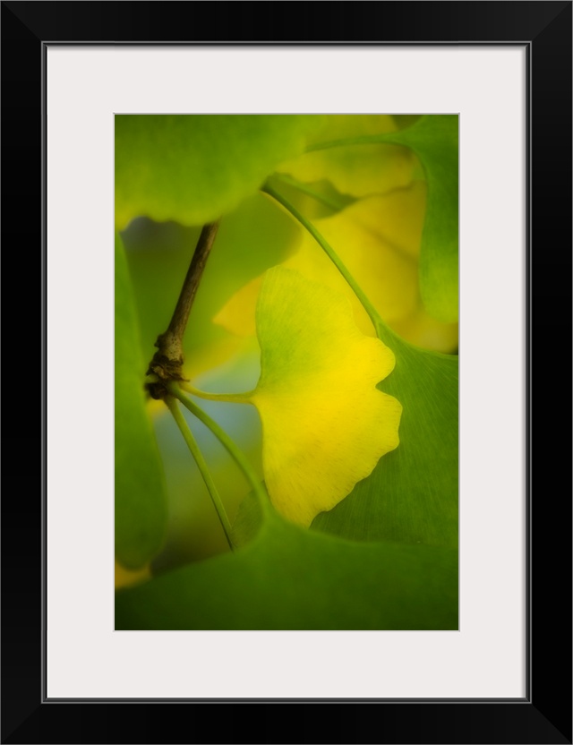 A green ginkgo biloba leaf