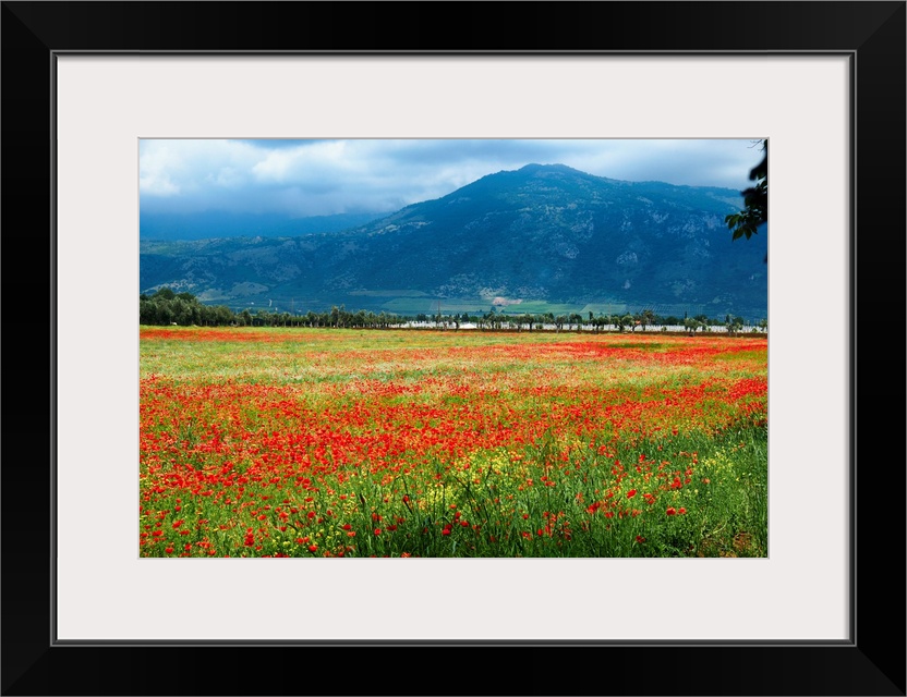 Poppy filled meadow, Latina, Italy.