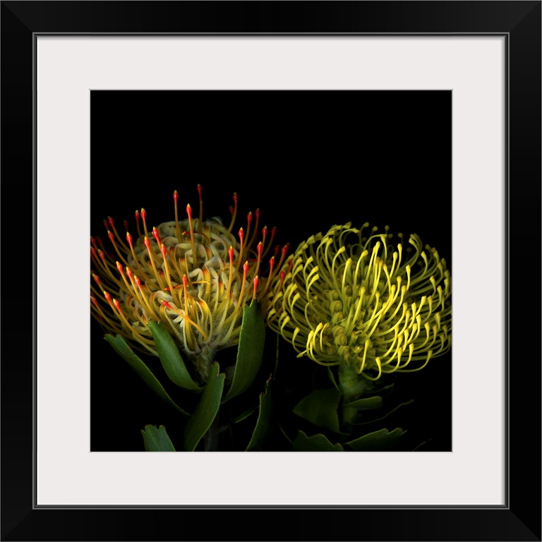 Two protea blossoms against a dark background.