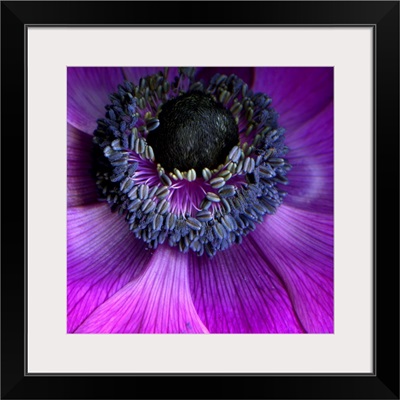 Purple anemones