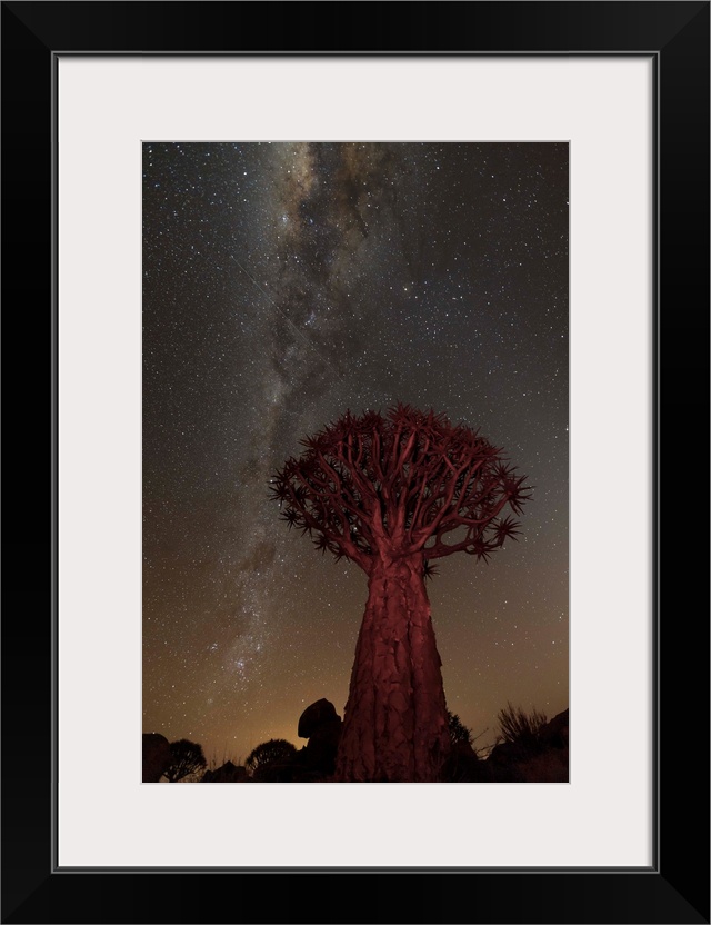 An African Quiver Tree at night, with the Milky Way Galaxy visible in the sky overhead.