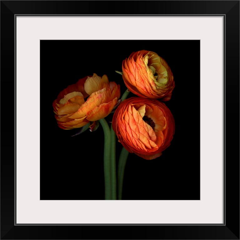 Ranunculus