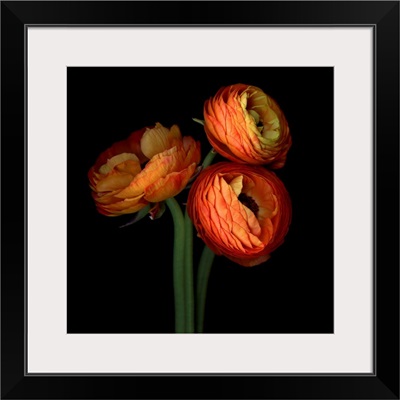 Ranunculus