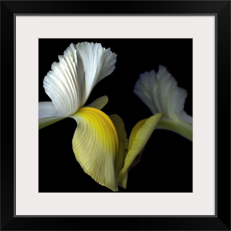 Two yellow and white iris' seem to reach out to touch each other.