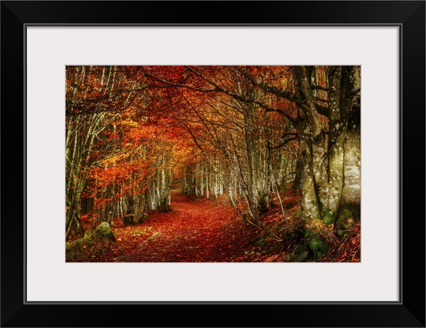 Forest with red and orange fall leaves in the branches and covering the floor, appearing to glow.