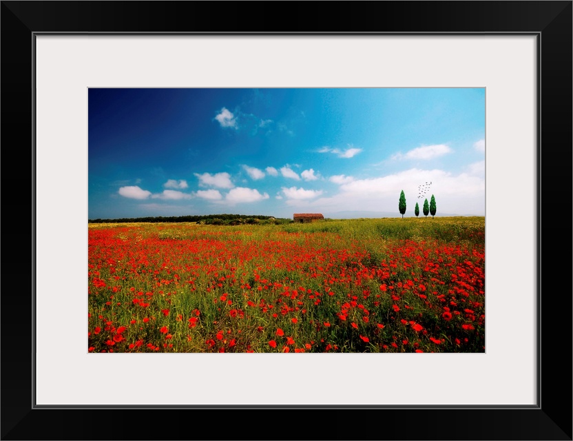 A field of Red Poppies