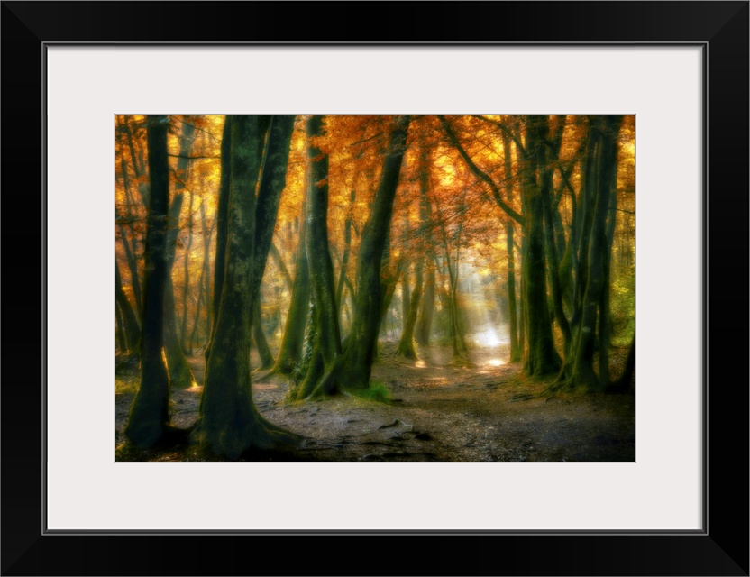 Landscape, large fine art photograph of sunlight peaking through a small area of a dense, fall colored canopy over a dark ...