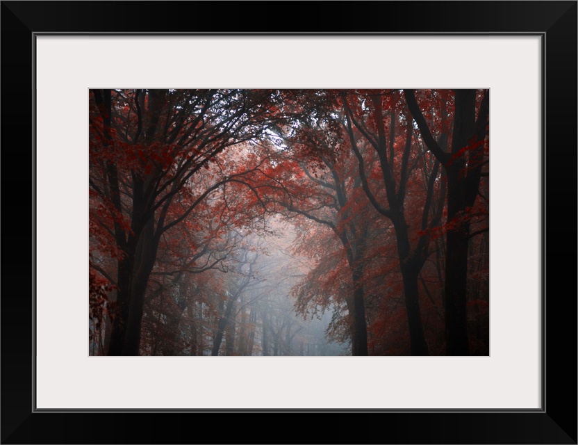 Forest mood with red trees in the fog crossing by a central path, Broceliande forest in Brittany, France.