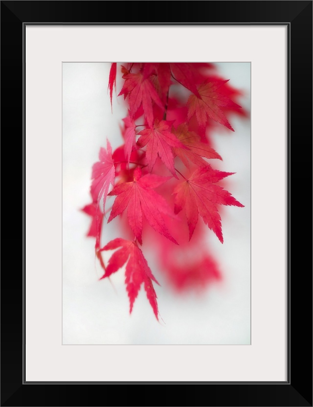 Red maple leaves swaying in the wind