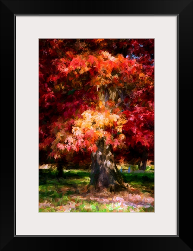 Red foliage of an oak tree in autumn