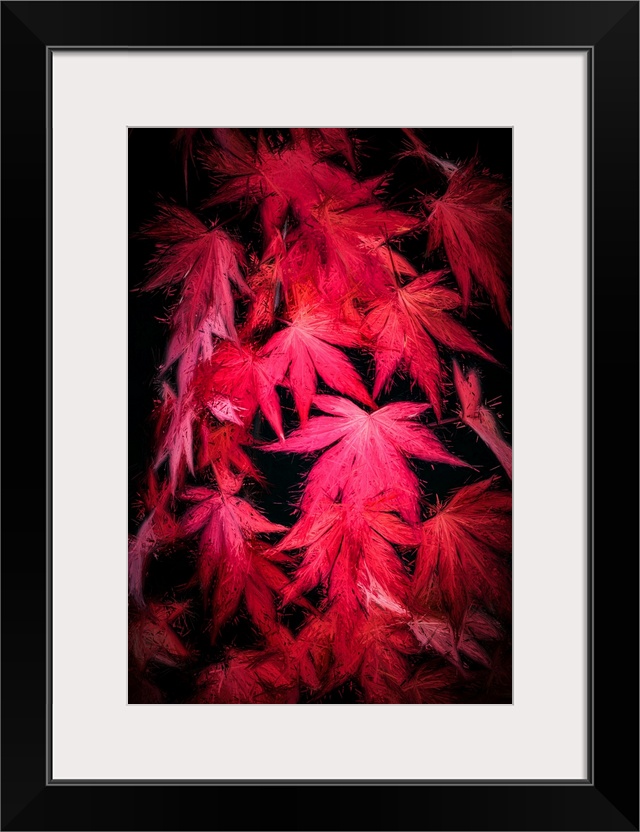 Red maple leaves with a expressionist photo or painterly effect