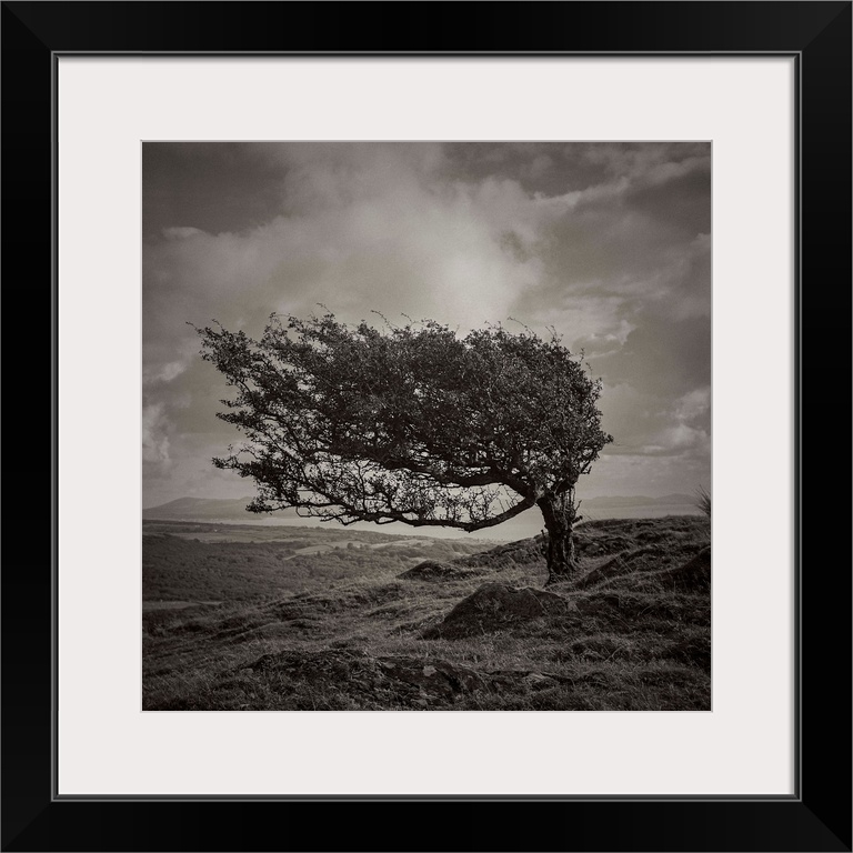 A black and white photograph of a tree standing lone in an ethereal landscape.