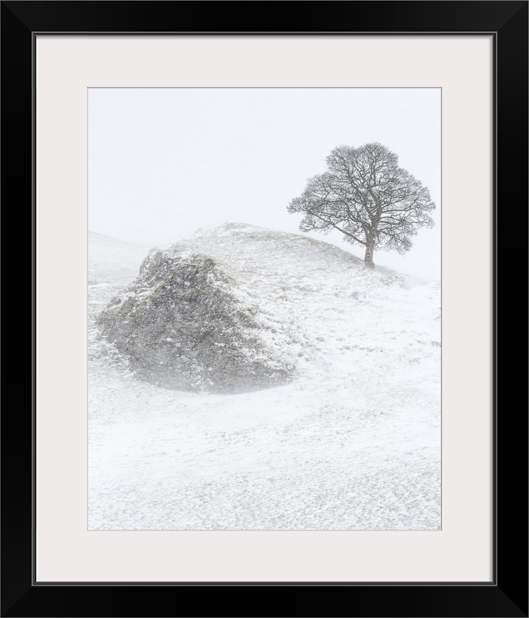 A winter landscape in Derbyshire, England with a bare lone tree on a hillside crag in the heavy falling snow.