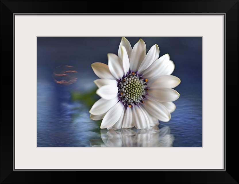 A macro photograph of a white flower sitting in shallow water.