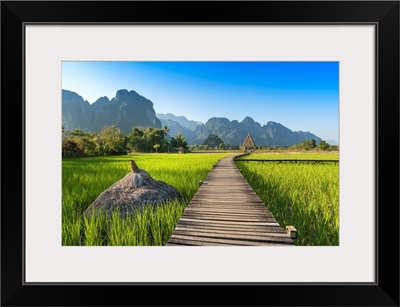 Rice Field Of Laos