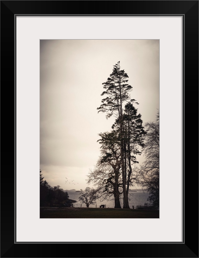 Tall and dark trees in Scotland