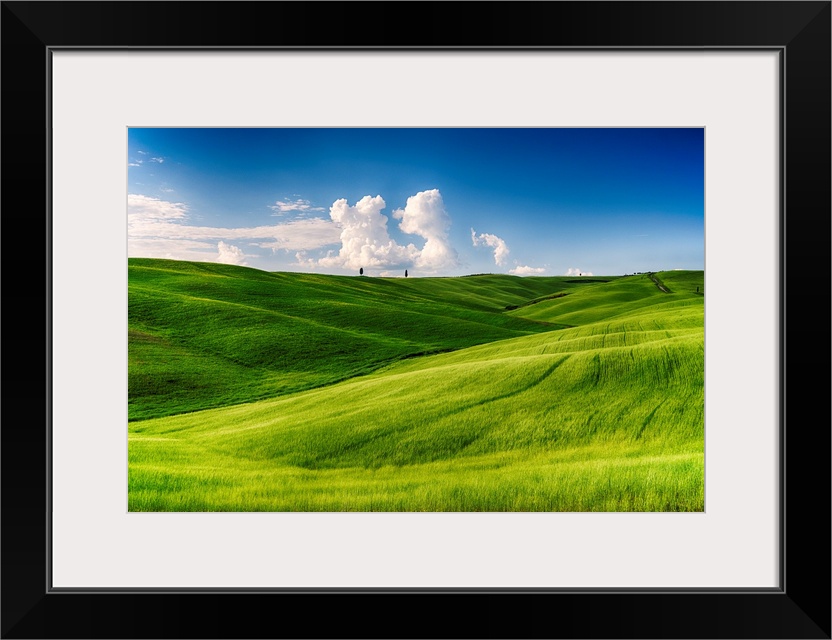 Rolling hills with cypress trees and wheat fields, San Quircio D'Orcia, Tuscany, Italy.