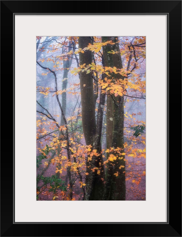 Orange leaves contrasting against the dark wood in a misty forest.