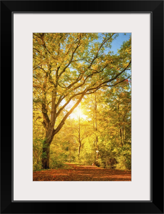 Photo Expressionism - The sun passes through a forest in autumn.