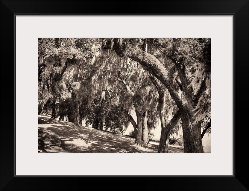 Sepia-toned fine art photo of a row of large trees with Spanish moss.