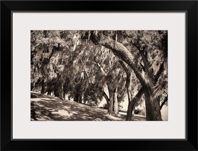 Sepia Trees