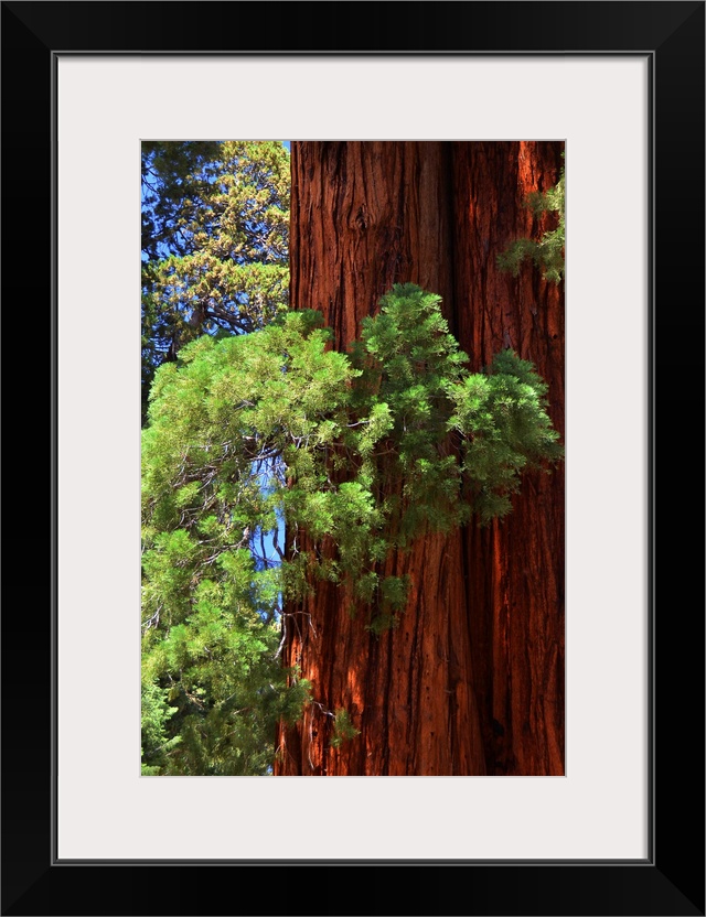 Sequoia trunk close up