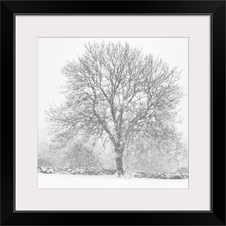 A lone bare winter tree in heavy falling snow and an English dry stone wall.