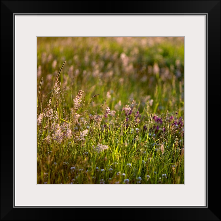 A soft gentle image of grasses in a meadow in golden light.