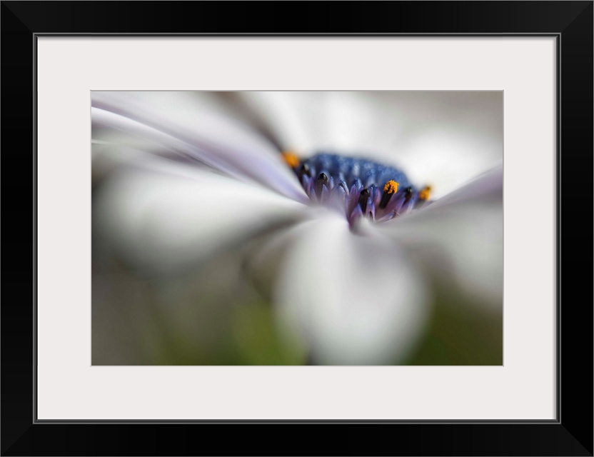 Soft focus macro image of white petals on a daisy.