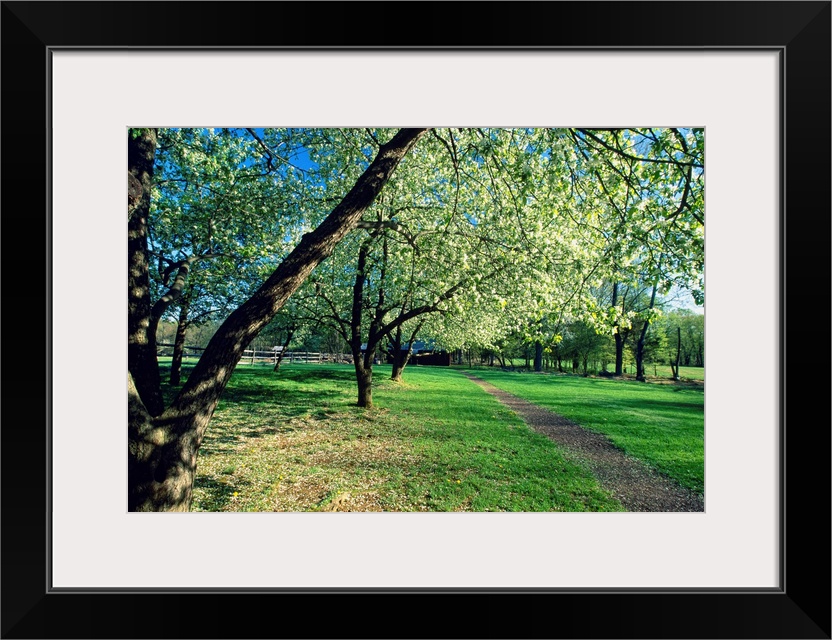 Spring Bloom in an Orchard, Historic Wicks Farm, Jockey Hollow State Park, New Jersey