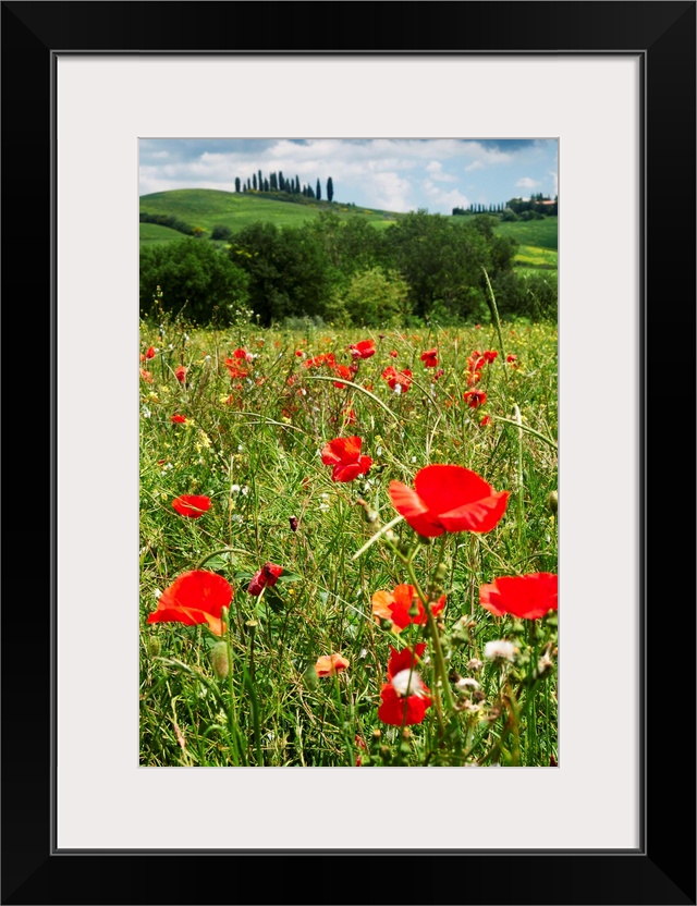 Close up view of red poppies in a field, Tuscany, Italy.