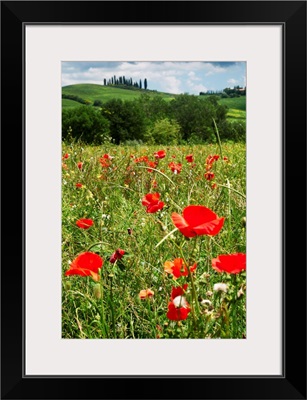 Spring Poppies